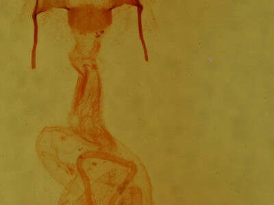 genitalia view of adult Noctuidae