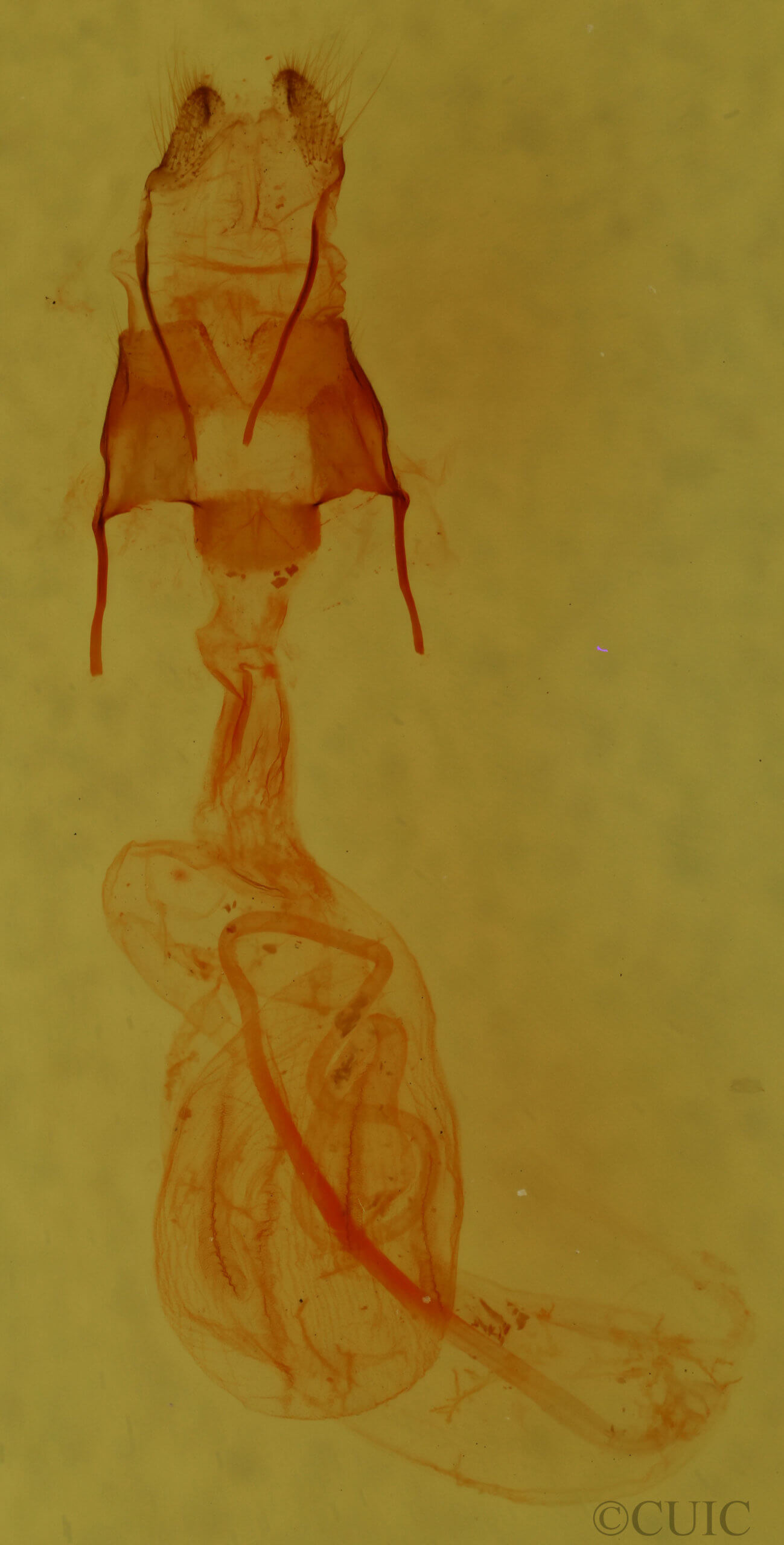 genitalia view of adult Noctuidae