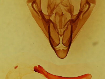 genitalia view of adult Anorthodes triquetra 