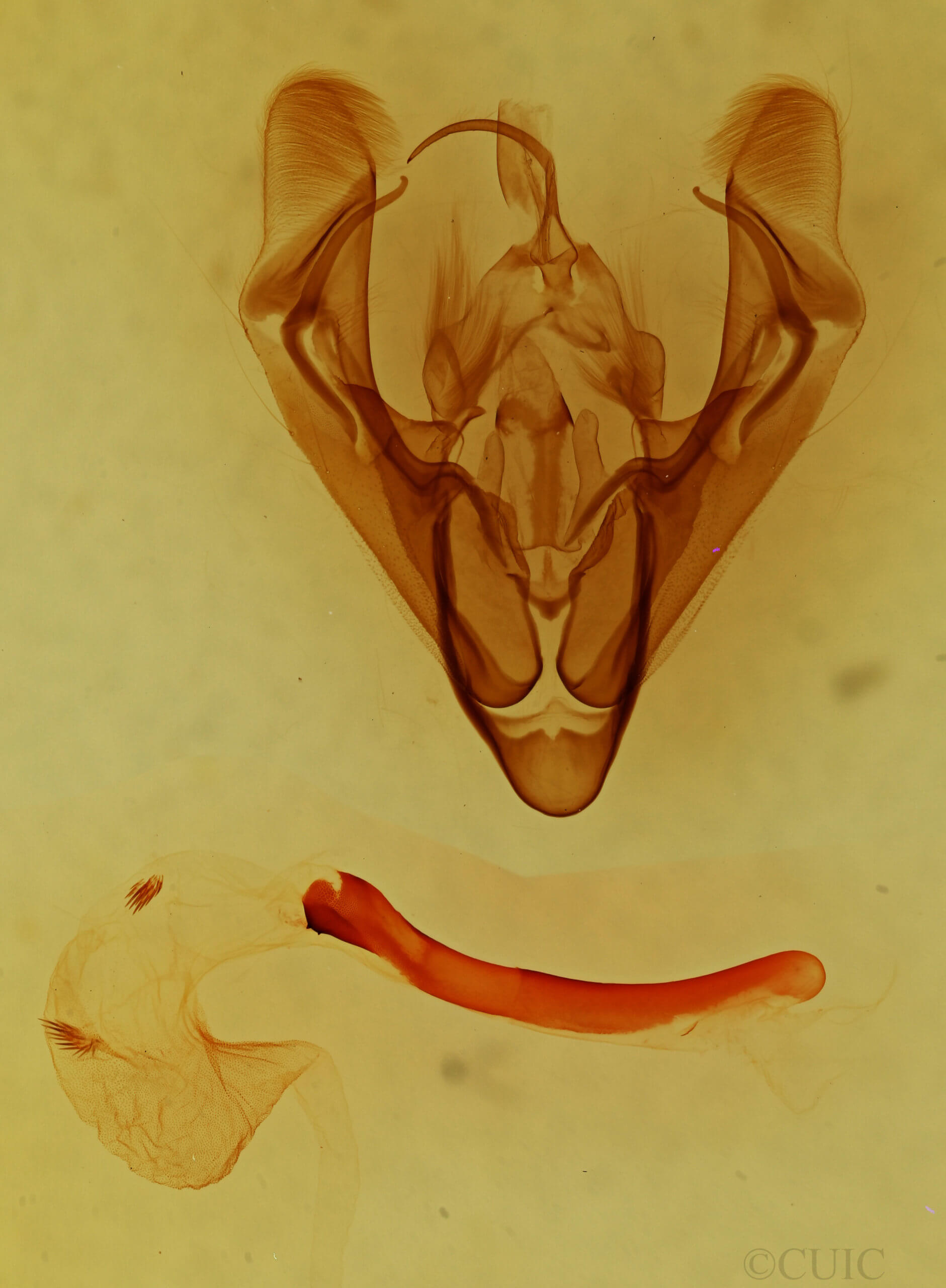 genitalia view of adult Anorthodes triquetra 