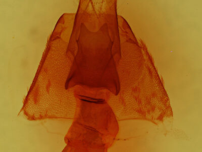 genitalia view of adult Anorthodes triquetra
