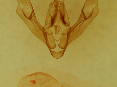 genitalia view of adult Anorthodes triquetra