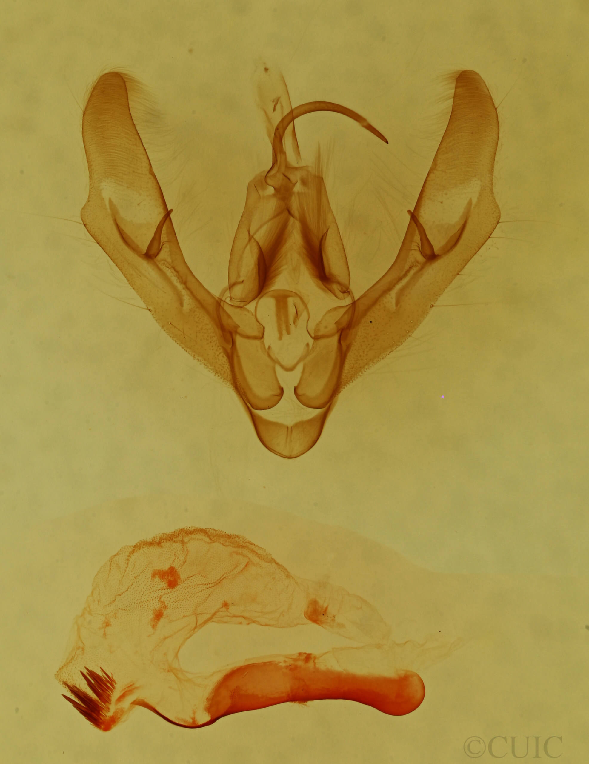 genitalia view of adult Anorthodes triquetra