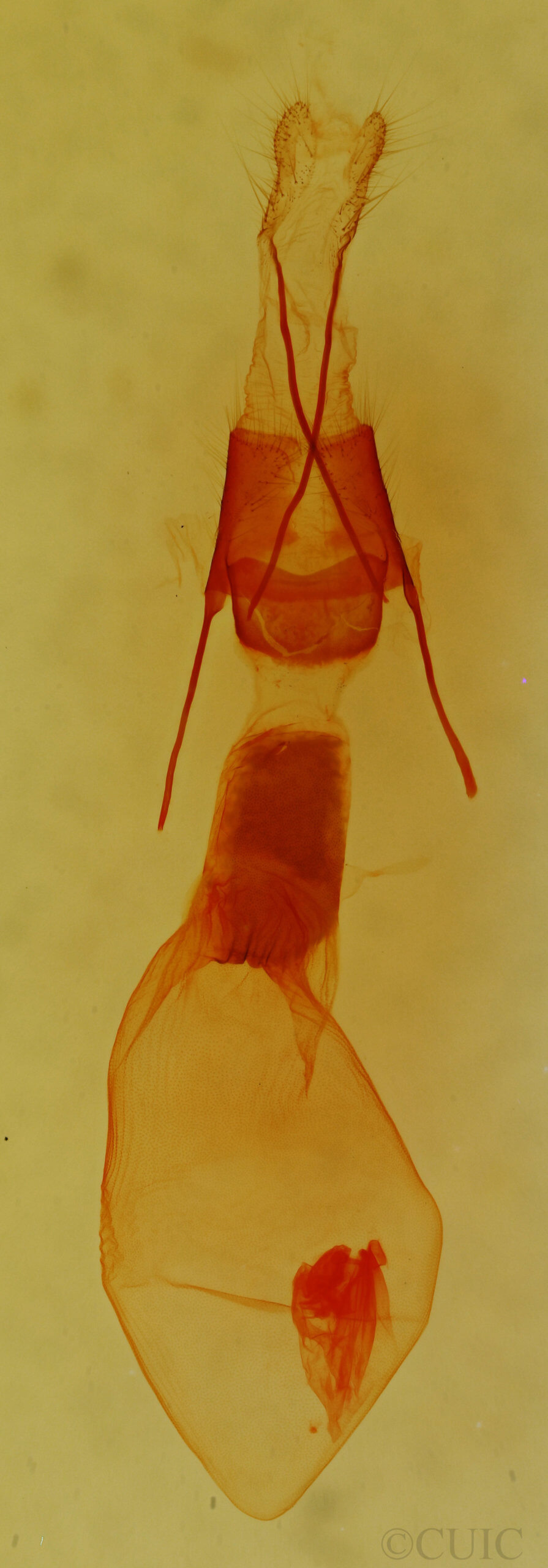 genitalia view of adult Anorthodes triquetra 