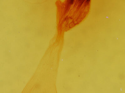 genitalia view of adult Apamea alia