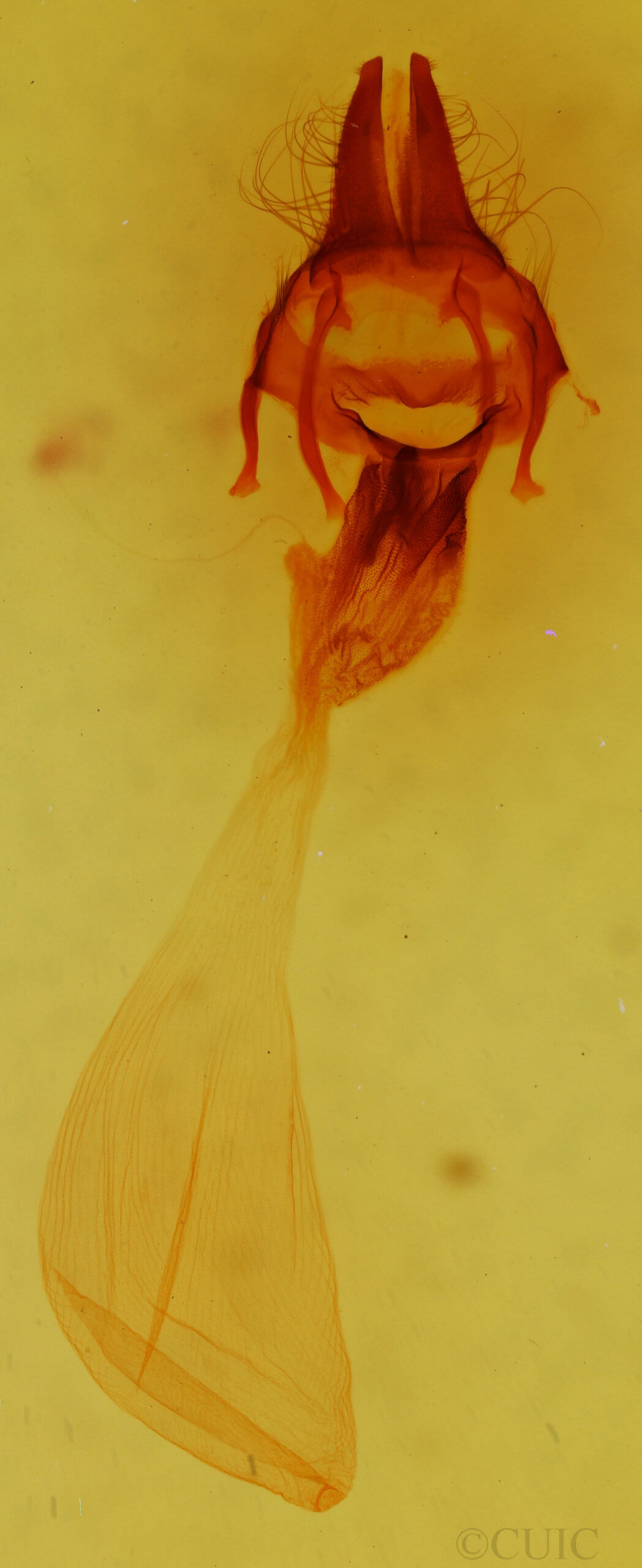 genitalia view of adult Apamea alia