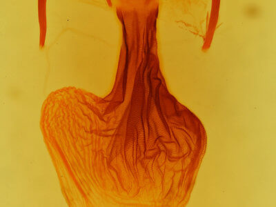 genitalia view of adult Apamea amputatrix