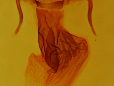 genitalia view of adult Apamea cariosa