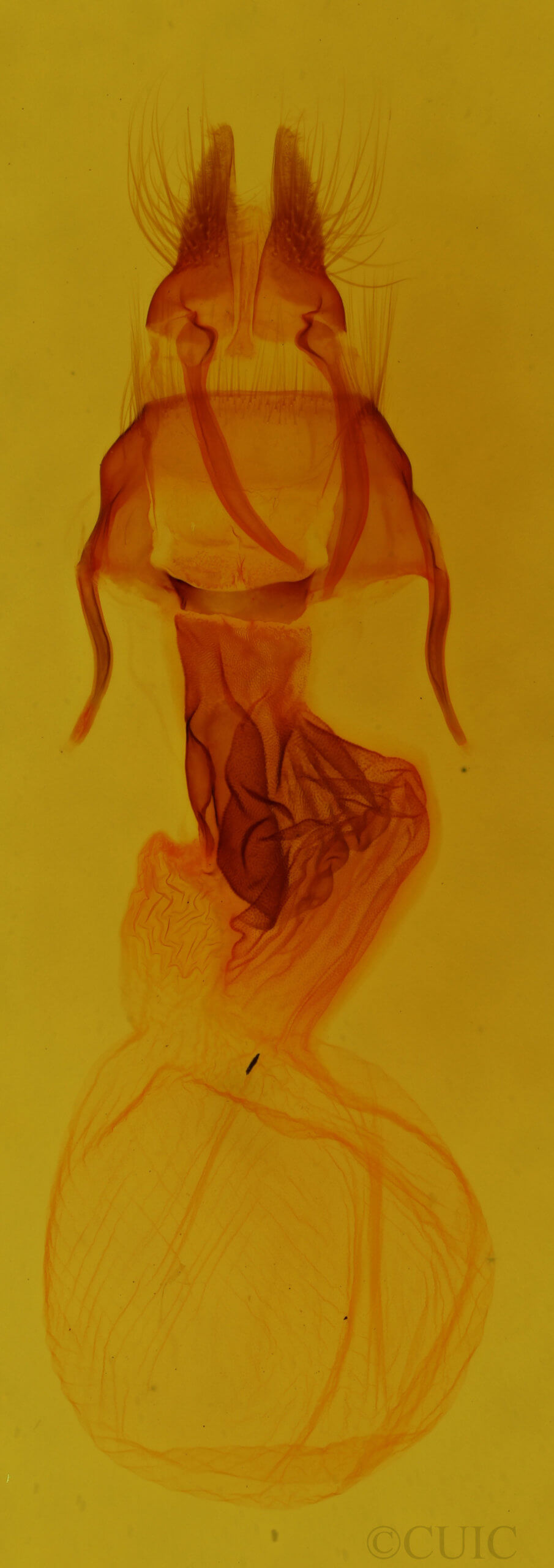 genitalia view of adult Apamea cariosa