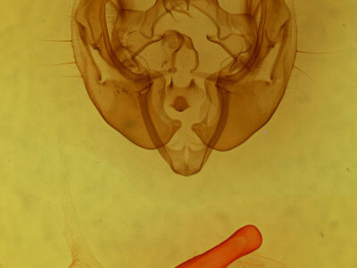 genitalia view of adult Apamea commoda striolata