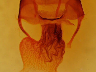 genitalia view of adult Apamea commoda striolata