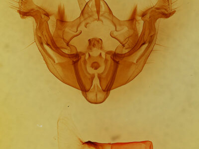 genitalia view of adult Apamea commoda striolata