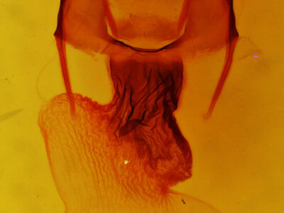 genitalia view of adult Apamea commoda striolata