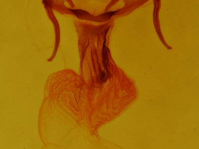 genitalia view of adult Apamea cristata