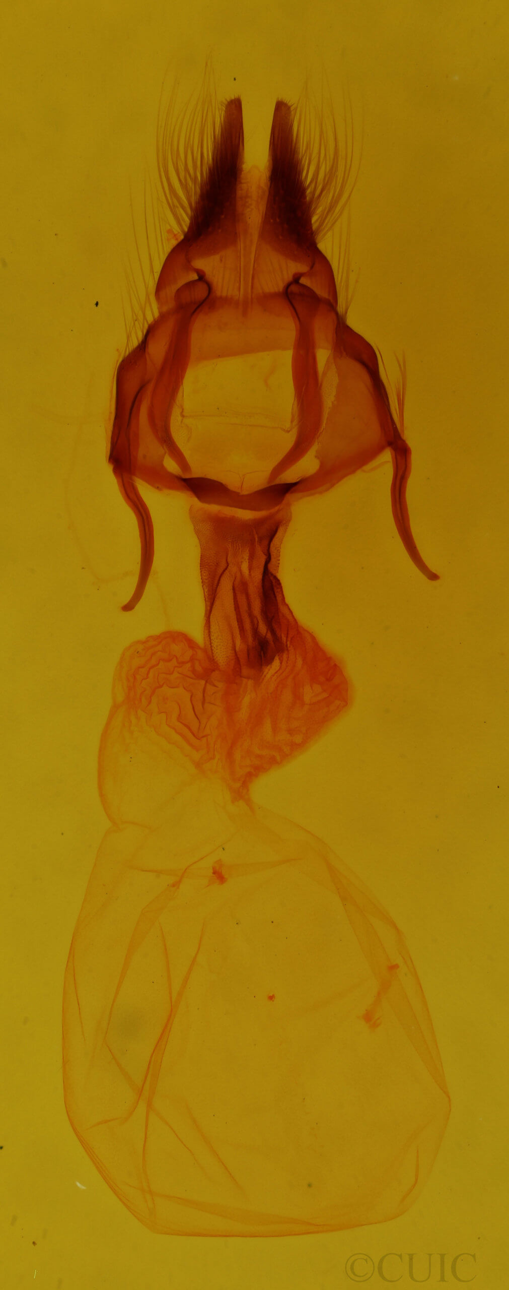 genitalia view of adult Apamea cristata