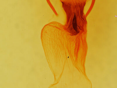 genitalia view of adult Apamea devastator