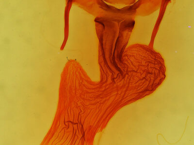 genitalia view of adult Apamea dubitans