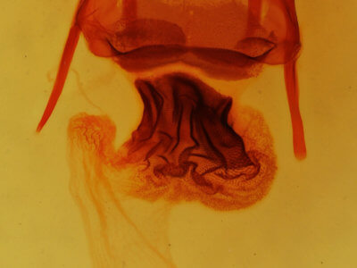 genitalia view of adult Apamea sordens finitima