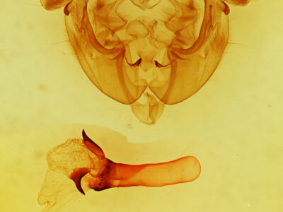 genitalia view of adult Apamea sordens finitima