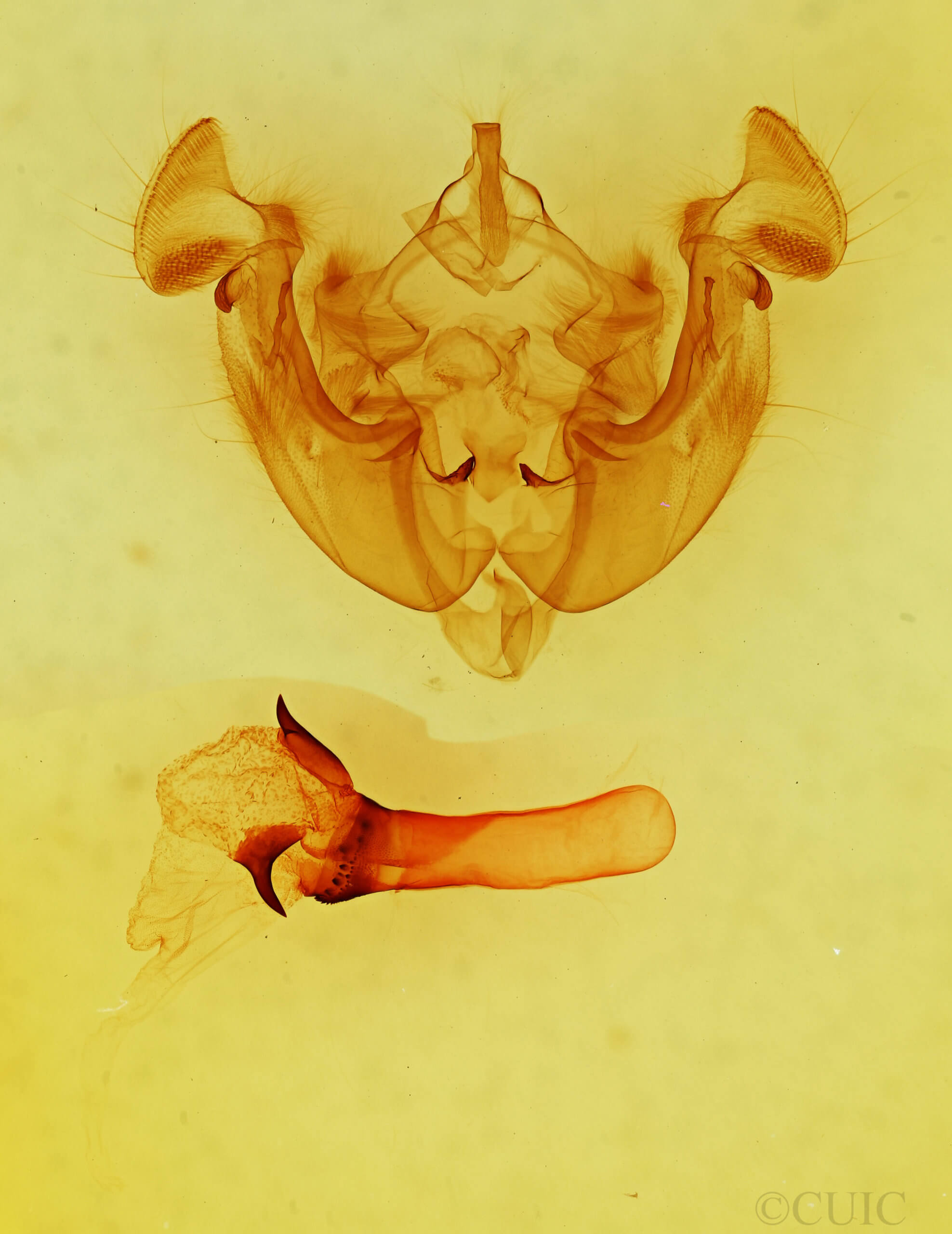 genitalia view of adult Apamea sordens finitima