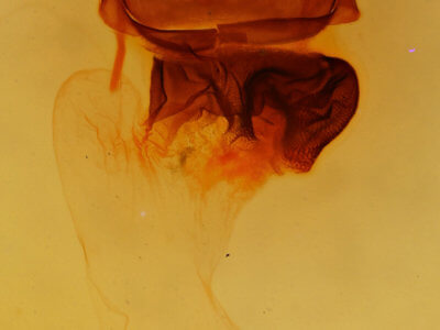 genitalia view of adult Apamea sordens finitima