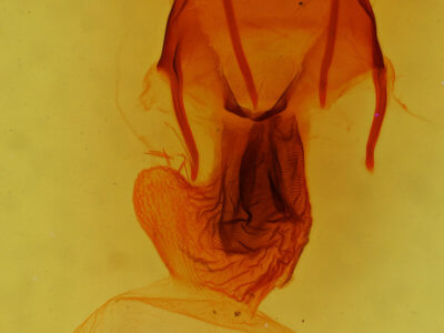 genitalia view of adult Apamea helva