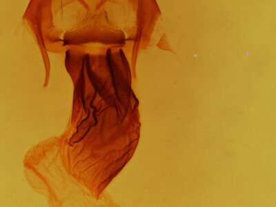 genitalia view of adult Apamea impulsa