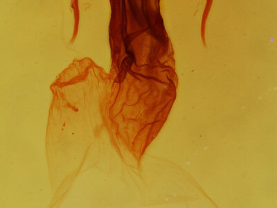 genitalia view of adult Apamea indocilis