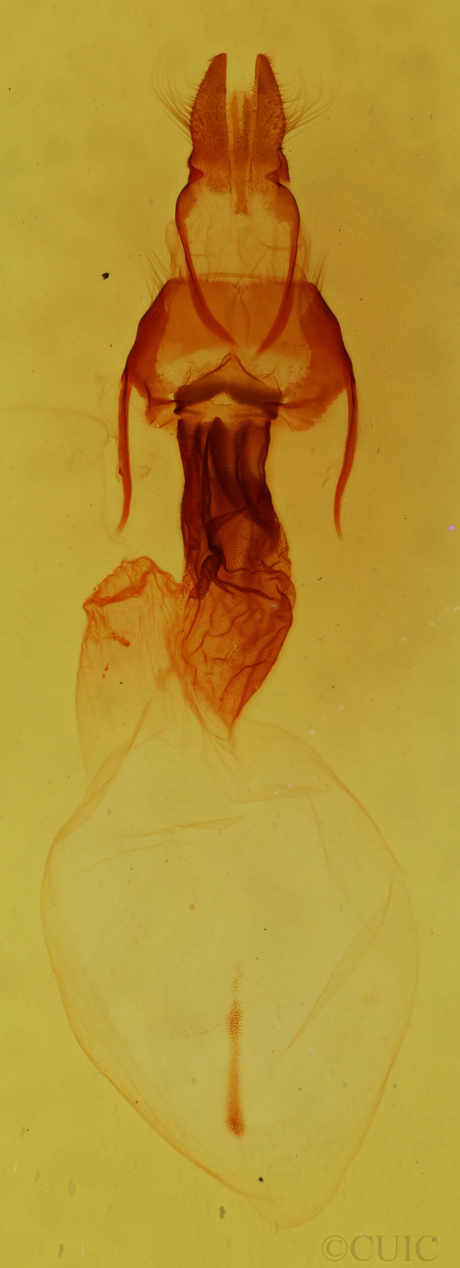 genitalia view of adult Apamea indocilis