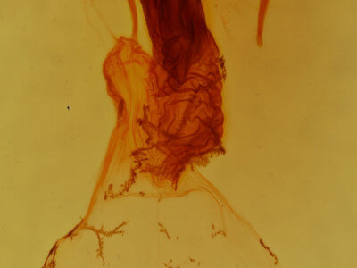 genitalia view of adult Apamea indocilis
