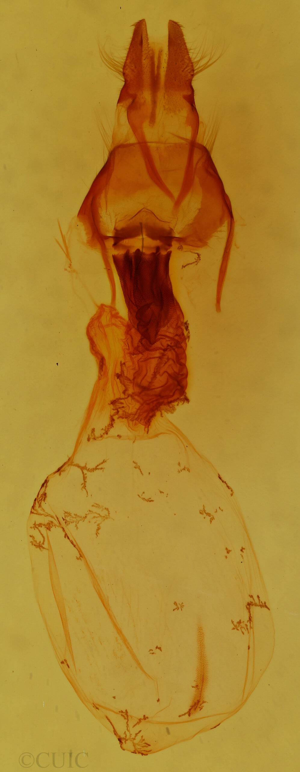 genitalia view of adult Apamea indocilis