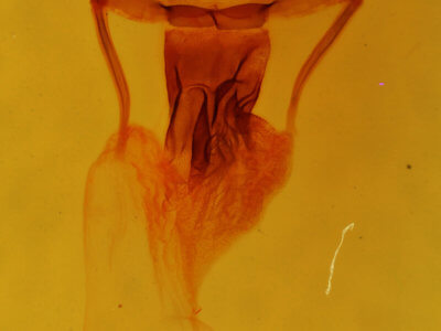 genitalia view of adult Apamea inebriata