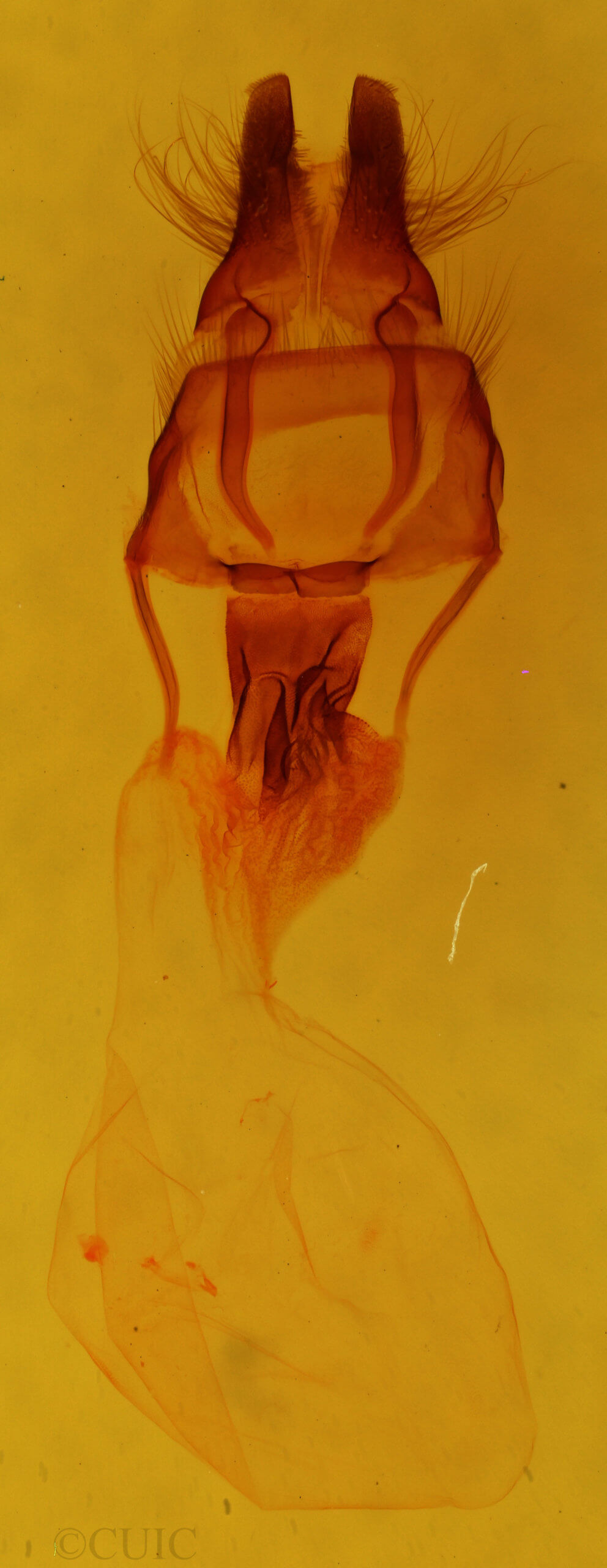 genitalia view of adult Apamea inebriata