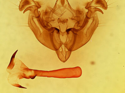 genitalia view of adult Apamea inordinata semilunata