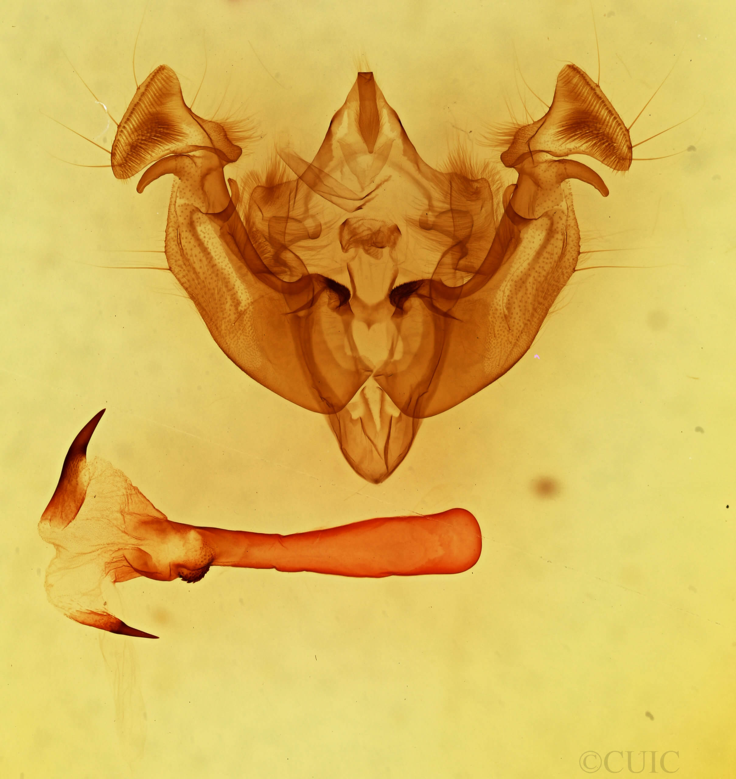 genitalia view of adult Apamea inordinata semilunata