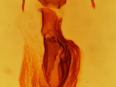 genitalia view of adult Apamea inordinata semilunata