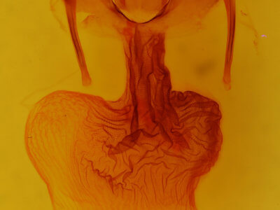 genitalia view of adult Apamea lignicolora