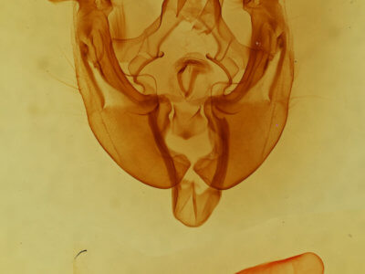 genitalia view of adult Apamea longula