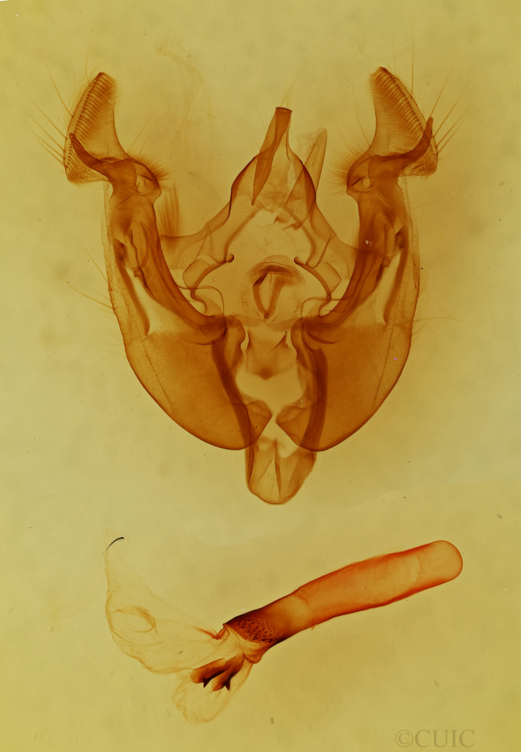 genitalia view of adult Apamea longula