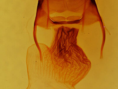 genitalia view of adult Apamea longula