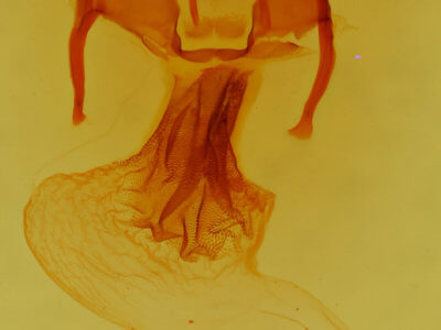 genitalia view of adult Apamea lutosa