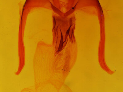 genitalia view of adult Apamea nigrior