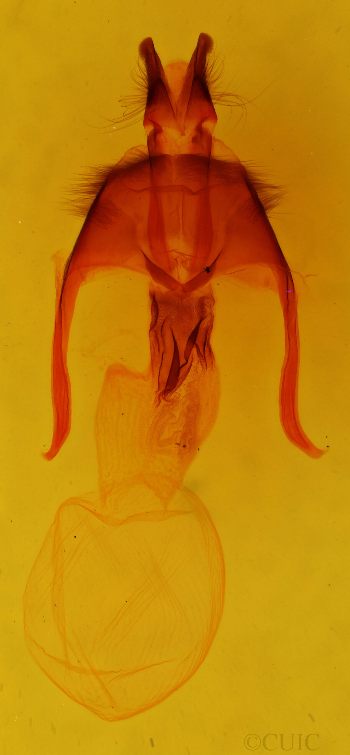 genitalia view of adult Apamea nigrior