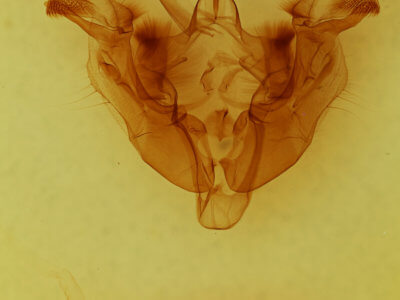 genitalia view of adult Apamea occidens