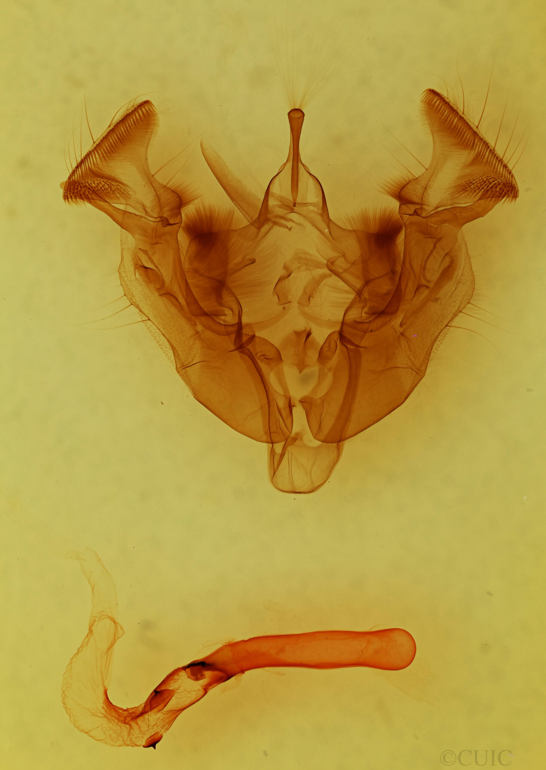 genitalia view of adult Apamea occidens