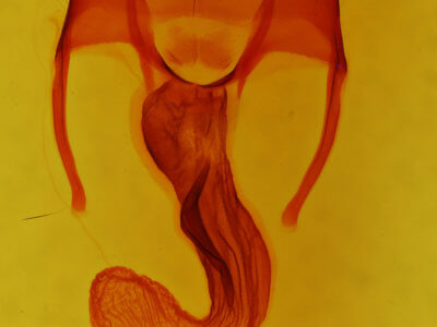 genitalia view of adult Apamea occidens