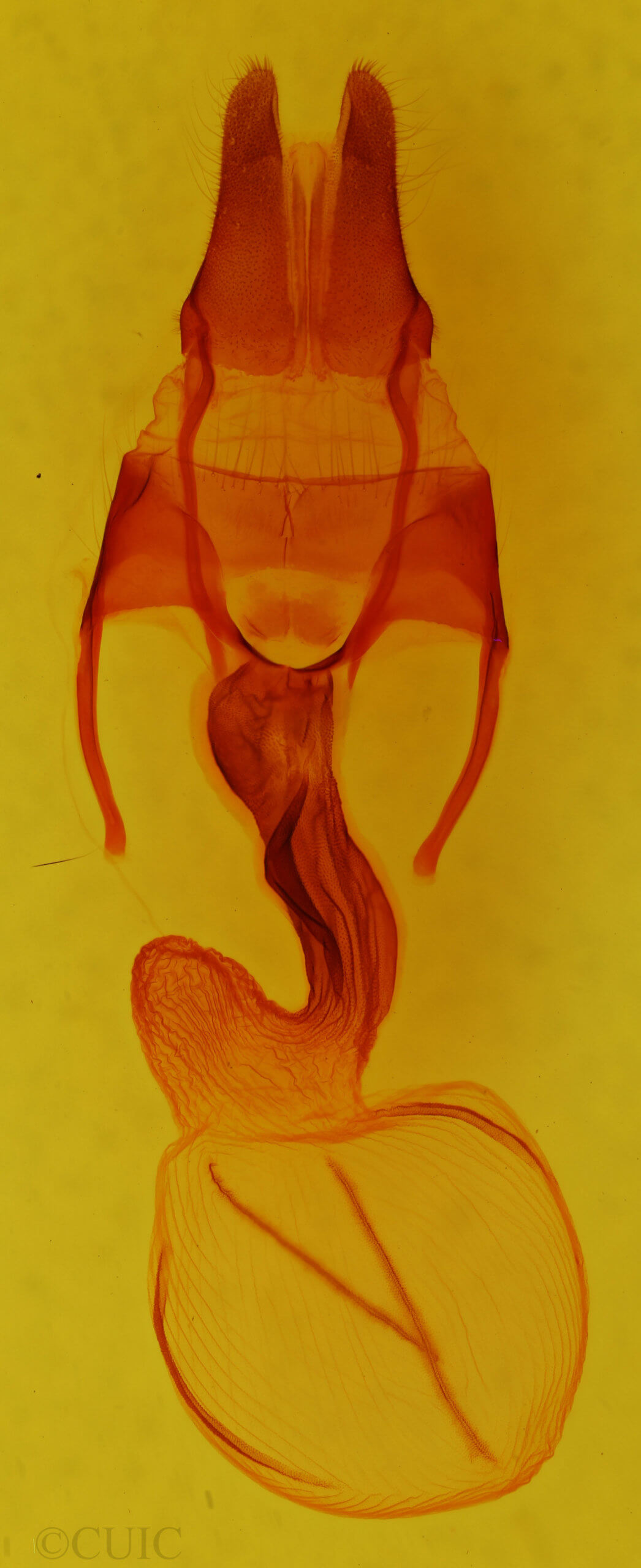 genitalia view of adult Apamea occidens