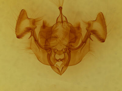 genitalia view of adult Apamea perpensa