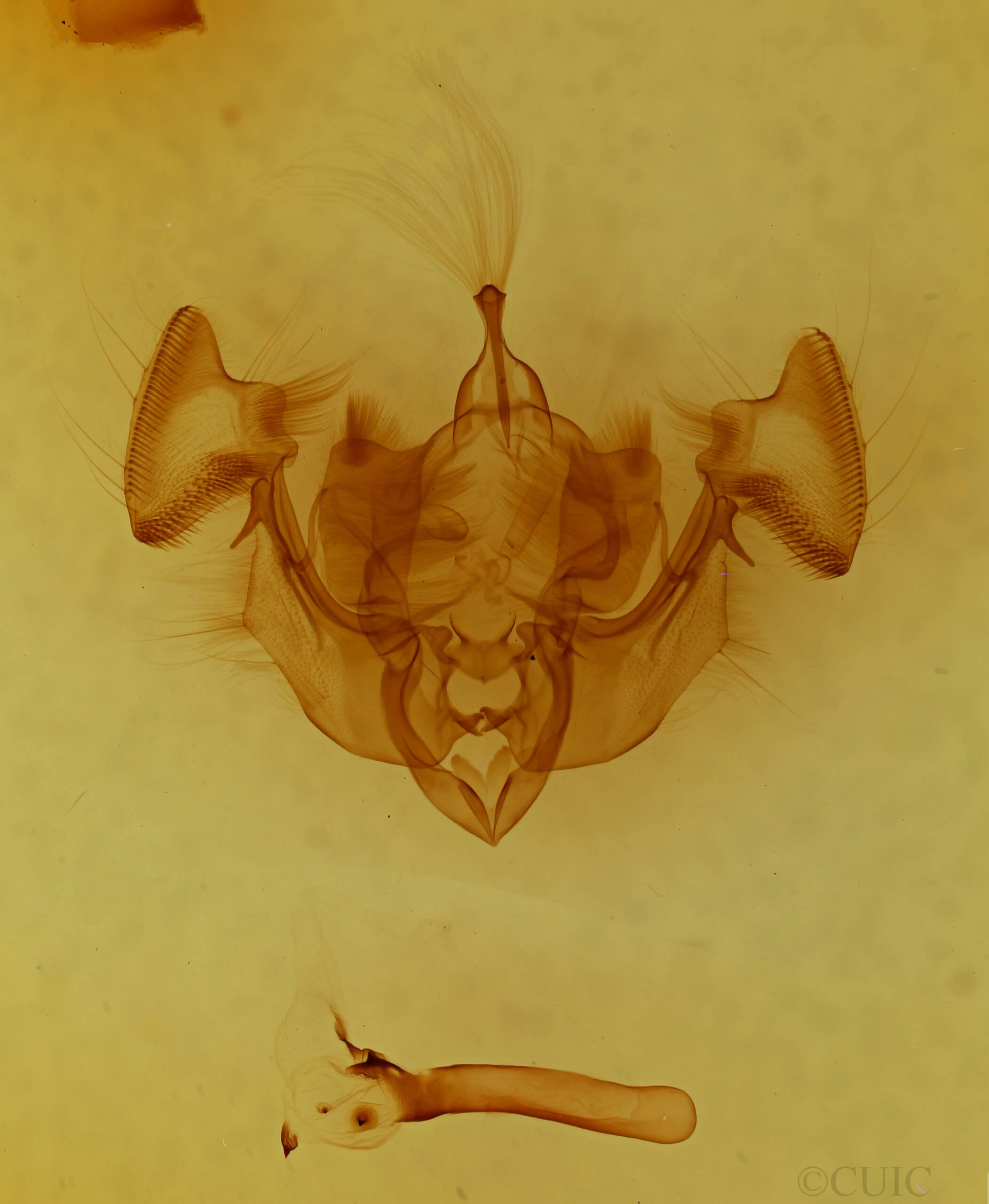 genitalia view of adult Apamea perpensa