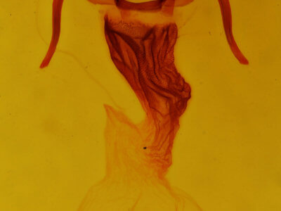 genitalia view of adult Apamea perpensa